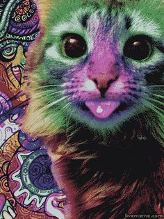 a multicolored image of a cat's face