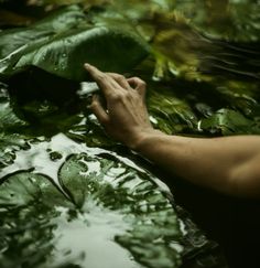 a person's hand reaching for something in the water on top of green leaves