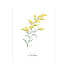 a yellow flower on a white background with the words,'i love you so much '