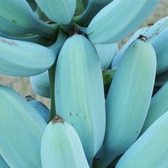 bunches of blue bananas are growing on the tree branch in front of another plant