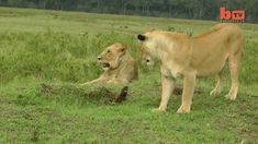 two lions are standing in the grass near each other and one is laying on the ground