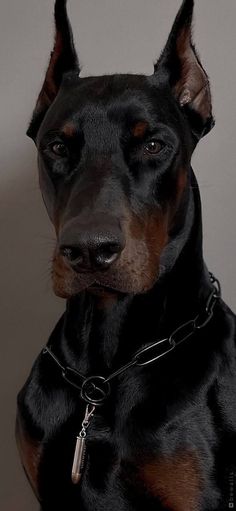 a black and brown doberman dog with a chain around it's neck looking at the camera