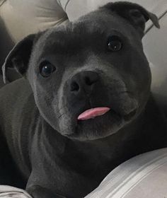 a black dog laying on top of a couch with its tongue hanging out and looking at the camera