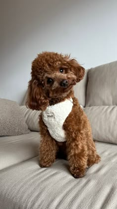 poodle toy | red poodle toy | puppyware | aesthetic puppy | poodle | cute | dog Toy Poodle Aesthetic, Red Toy Poodle, Poodle Cute, Aesthetic Puppy, Puppy Mom, Super Cute Dogs, Toy Poodle Puppies, Toy Poodles