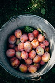 a bucket full of peaches sitting in the grass