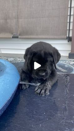 a black puppy sitting on top of a table next to a blue object