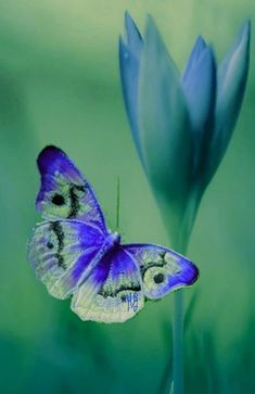 a blue butterfly sitting on top of a purple flower