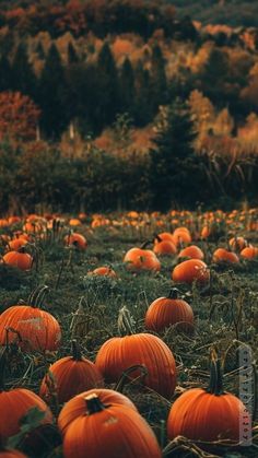 a field full of pumpkins with trees in the background