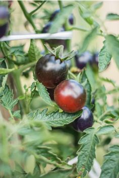 two plums growing on the branch of a bush with leaves and berries in it