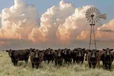 Angus Cattle and Old Windmill Paper Photo Print / 12 x 18 Inches Wall Art Teri James Photography Ranch Decor Western, Cattle Painting, Western Landscape Art, Western Outlaw, Sepia Wall Art, Black Angus Cattle, Angus Cattle, Western Prints, Western Photography