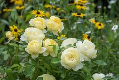 yellow and white flowers in a garden with sunflowers on the other side,