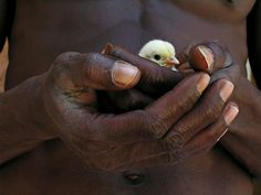 a close up of a person holding a small bird in their hands with one hand