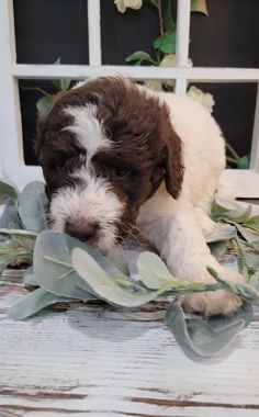 a small brown and white dog laying on top of a wooden floor next to flowers