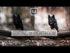 two black dogs running in the woods with text editing in lightroom overlaying them