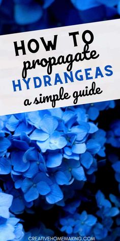 blue hydrangeas with text overlay how to propagage hydrangeas a simple guide