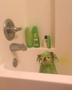 a green dog is sitting in the bathtub