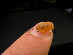 a bed bug crawling on someone's finger