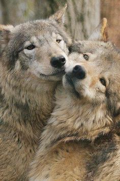 two gray wolfs cuddle together in the woods with their heads touching each other