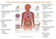 10 Pure essential oils to help 9 different body systems… www.NaturalHealingwithOils.com Liver Location, Endocrine System, Holistic Nutrition, Body Systems