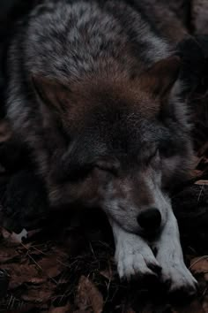 a wolf laying on the ground with its eyes closed