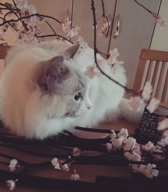 a white cat sitting on top of a wooden table next to a vase filled with flowers