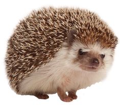 a small hedgehog sitting on top of a white surface