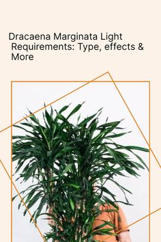 a woman holding a potted plant with the text dracaena marginala light requirementss type effects & more