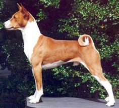 a brown and white dog standing on top of a wooden platform next to trees in the background