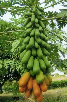 a bunch of green and orange fruit hanging from a tree