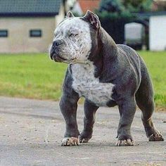 a gray and white dog standing on top of a road next to a green field