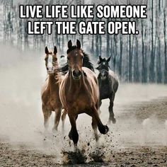 three horses running in the dirt with caption that reads, live life like someone left the gate open