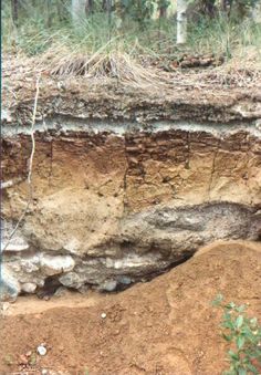 the soil is brown and has little vegetation growing on it