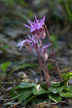 two purple flowers are growing in the grass