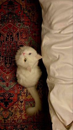 Cat At Home Aesthetic, White Cat Wallpaper, Cat Moods, Aesthetic Cat Wallpaper, Animal Wallpapers, Wallpapers Cute, Cat Wallpapers, Images Hello Kitty, Traditional Carpet