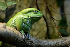 a green frog sitting on top of a tree branch