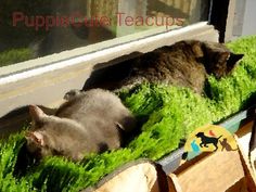 two cats are laying in the window sill and one is looking at another cat