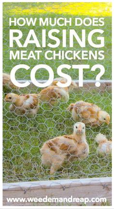 chickens in a chicken coop with the words how much does raising meat chickens cost?