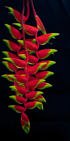 Aluminum Print Tropical Flower from maui Heliconias Heliconia Flower, Crystal Healing Chart, Gum Paste Flowers, Giant Paper Flowers, Hawaiian Flowers, Exotic Flowers, Tropical Garden, Flower Photos, Tropical Flowers