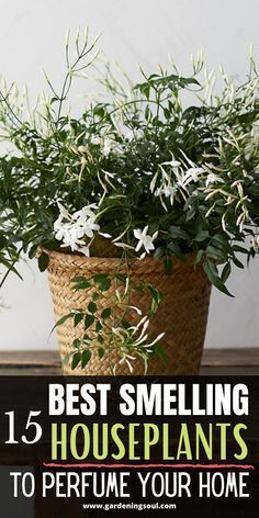 a potted plant sitting on top of a table with the words best smelling houseplants to perfume your home