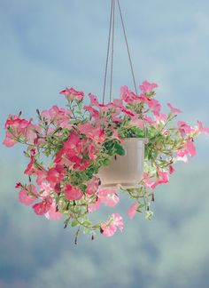 Learn the best flowers for pots in the shade, in full sun and indoor pots Flowers For Small Pots, Best Flowers For Pots, Flowers For Pots, Hanging Indoor Plants, Indoor Pots, Small Pots, Very Beautiful Flowers, Best Flowers, Hanging Plants Indoor