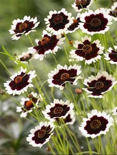 a bunch of white and red flowers in a field