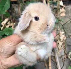 a hand holding a small white rabbit in it's right arm and looking at the camera