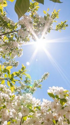 the sun shines brightly through some blooming trees