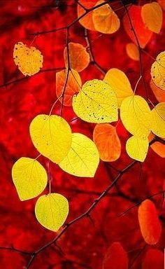 some yellow leaves are hanging from a tree branch with red and orange colors in the background