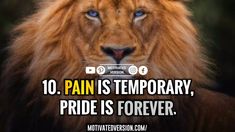 a lion with the caption 10 pain is temporary, pride is forever