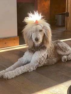 a poodle with a mohawk sitting on the floor