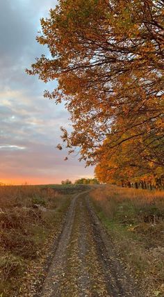 a dirt road in the middle of a field with trees on both sides and an orange sky