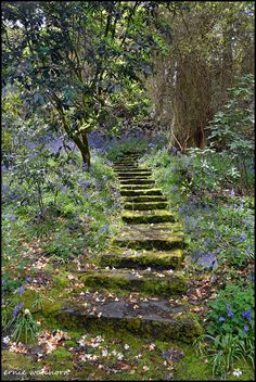 a set of steps in the middle of a forest