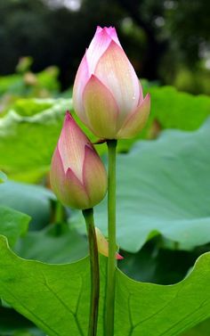 two pink lotus flowers blooming in the middle of a large green leafy area