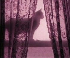 a cat sitting on top of a window sill in front of a sheer curtain